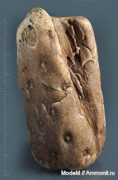 растения, stigmaria, миссисипий