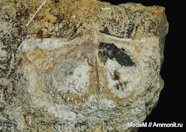 брахиоподы, Гжель