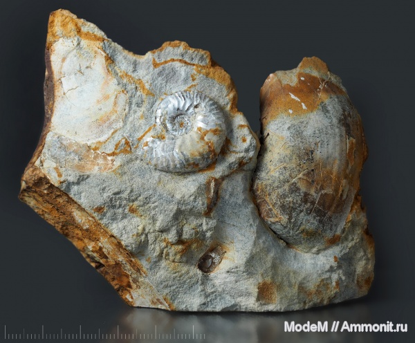 Липицы, Sutneria