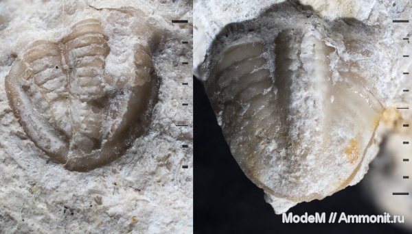 трилобиты, ступинский район