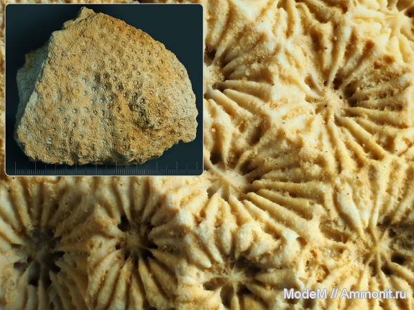 Arachnastraea, Arachnastraea molli