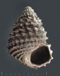Metriomphalus cf. spinosus из Песков