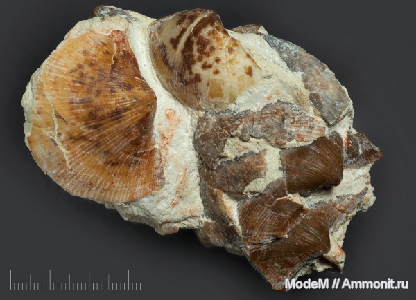 брахиоподы