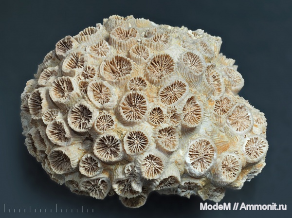 Tarbellastrea conoidea