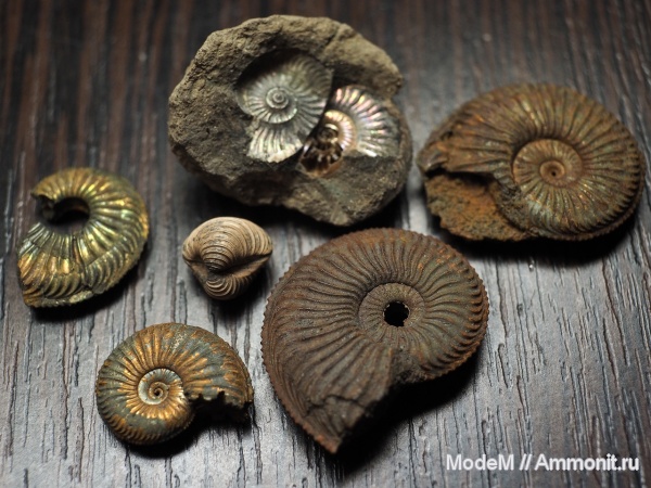 Amoeboceras, Trautscholdia