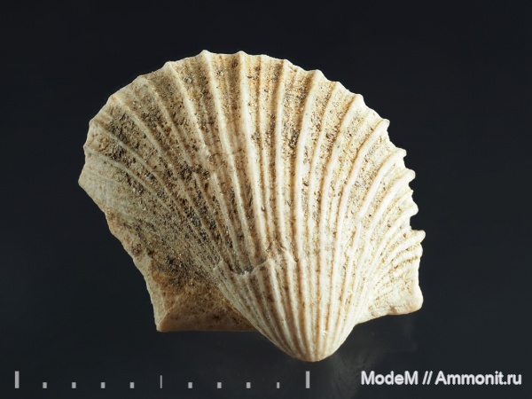 двустворчатые моллюски, Oxytoma