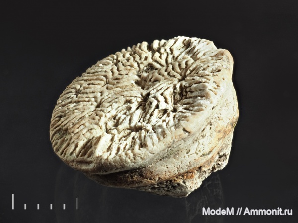 кораллы, Thamnasteria