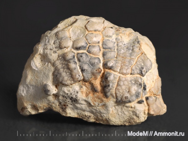 Echinoidea, Jacksonechinus