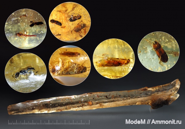 насекомые, инклюз, копал