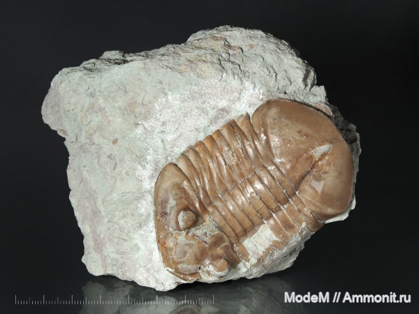 Subasaphus, Subasaphus laticaudatus