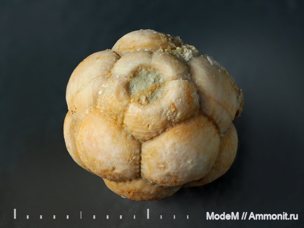 Mooreocrinus, Mooreocrinus geminatus, Crinoidea