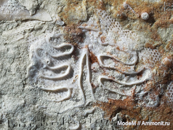 брахиоподы, Keyserlingina