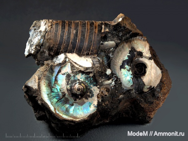 аммониты, белемниты, Kachpurites, Craspedites, Craspedites nekrassovi, Kachpurites cheremkhensis