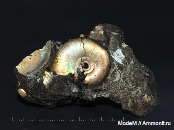 Kachpurites, Kachpurites cheremkhensis