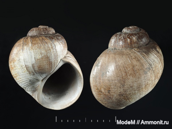 Gastropoda, Naricopsina