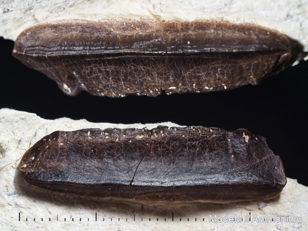 зубы, Polyrhizodus, Polyrhizodus longus