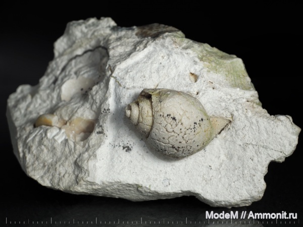 Soleniscus, Gastropoda