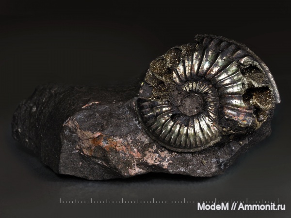 Amoeboceras, Amoeboceras serratum