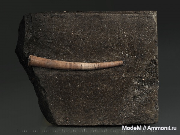 лопатоногие моллюски, Laevidentalium, Scaphopoda