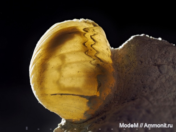 брахиоподы