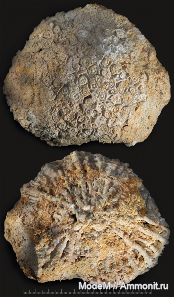 Нижний карбон Тверской области