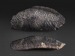 Огромный Asteracanthus (?) из Тимонино