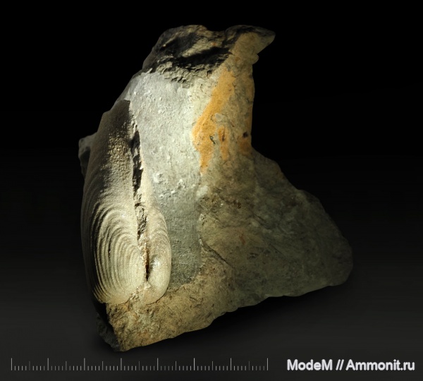 Allorisma, bivalvia, Мстихино