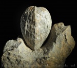 Двустворка с озера Эльтон