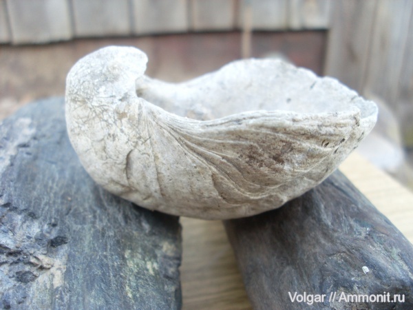 Gryphaea, Ивановская область