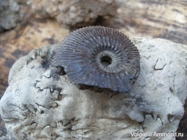аммониты, юра, Kosmoceras, келловей, Ammonites, Ивановская область, Callovian, Jurassic, Middle Jurassic