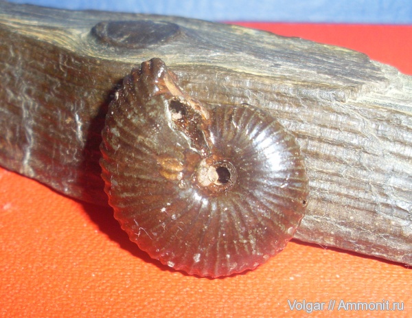 аммониты, юра, келловей, Ammonites, Ивановская область, Novocadoceras, Callovian, Jurassic, Middle Jurassic
