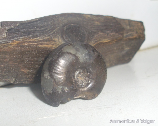 аммониты, юра, мезозой, Ammonites, Ивановская область, Craspedites subditus, Jurassic