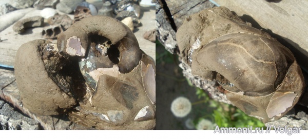 аммониты, юра, мезозой, келловей, конкреции, Rondiceras milaschevici, Ammonites, Ивановская область, Callovian, Jurassic, Middle Jurassic