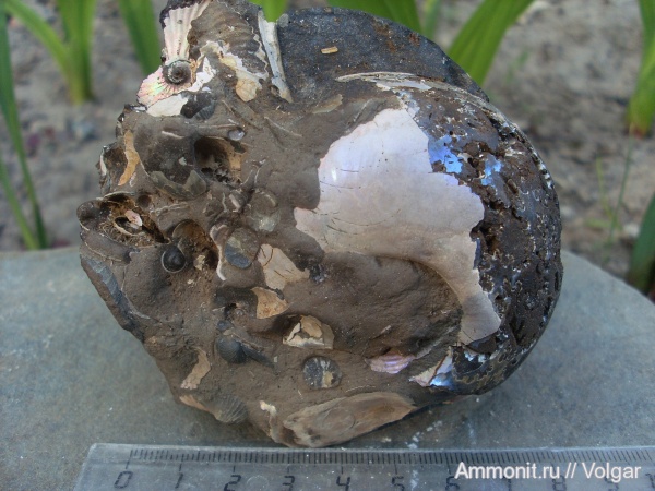 аммониты, моллюски, головоногие моллюски, келловей, Rondiceras, средняя юра, Rondiceras milaschevici, Ammonites, Ивановская область, Callovian, Middle Jurassic