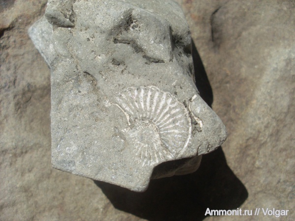 аммониты, моллюски, головоногие моллюски, Ammonites, Ивановская область