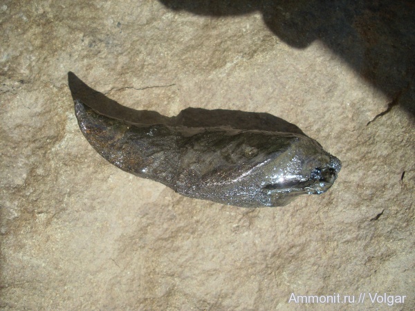 моллюски, двустворчатые моллюски, келловей, средняя юра, Ивановская область, Gervillia, Callovian, Middle Jurassic