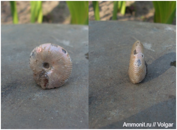 аммониты, юра, мезозой, келловей, Rondiceras, Ammonites, Ивановская область, Longaeviceras, Callovian, Jurassic, Middle Jurassic