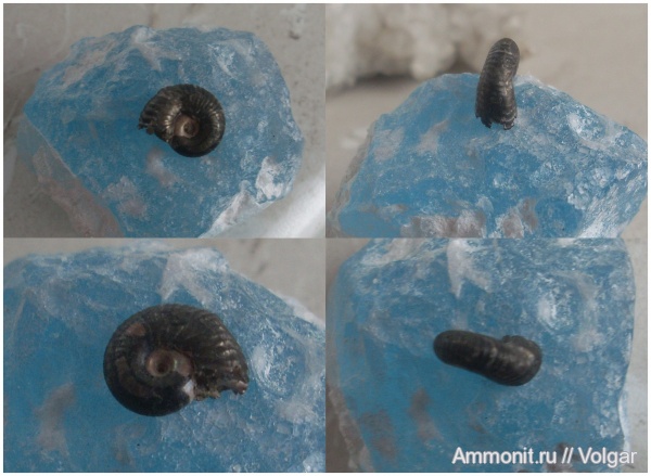 аммониты, головоногие моллюски, келловей, Pseudocadoceras, средняя юра, прижизненные повреждения, Ammonites, Ивановская область, Callovian, Middle Jurassic