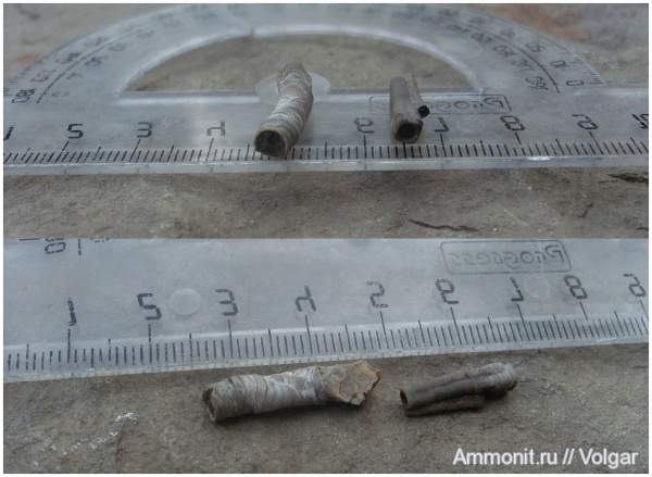 келловей, средняя юра, Ивановская область, Tetraserpula, Callovian, Middle Jurassic