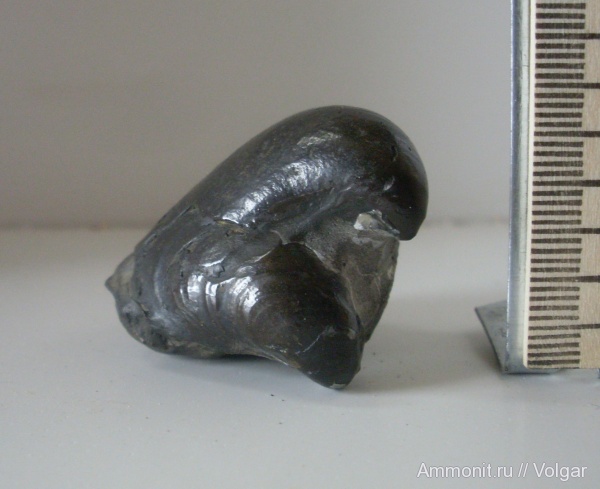 юра, двустворчатые моллюски, Buchia, келловей, Ивановская область, Callovian, Jurassic, Middle Jurassic