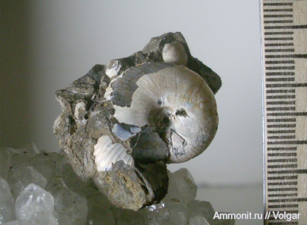 аммониты, юра, келловей, Rondiceras milaschevici, Ammonites, Ивановская область, Callovian, Jurassic, Middle Jurassic