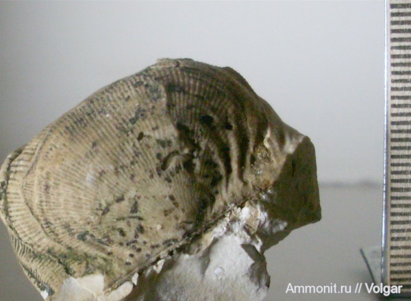 карбон, палеозой, Linoproductus, Ивановская область