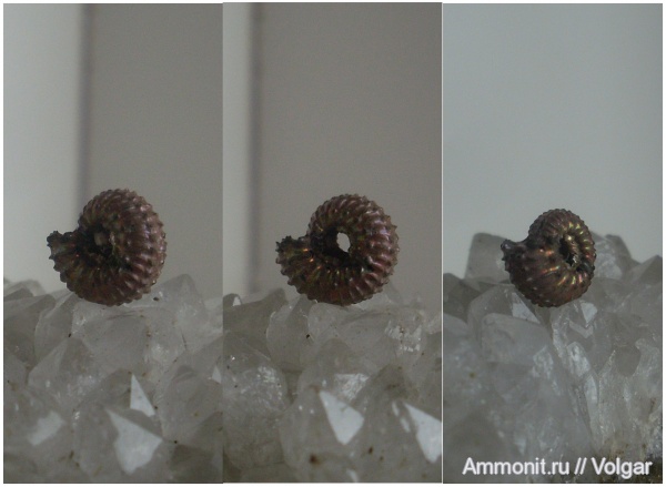 аммониты, юра, Kosmoceras, мезозой, Ammonites, Ивановская область, Kosmoceras tschernischewi, Jurassic