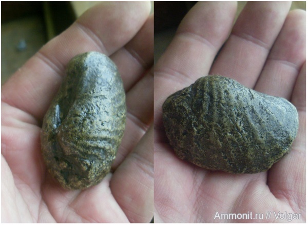 юра, двустворчатые моллюски, Ивановская область, pholadomya oviformis, Jurassic