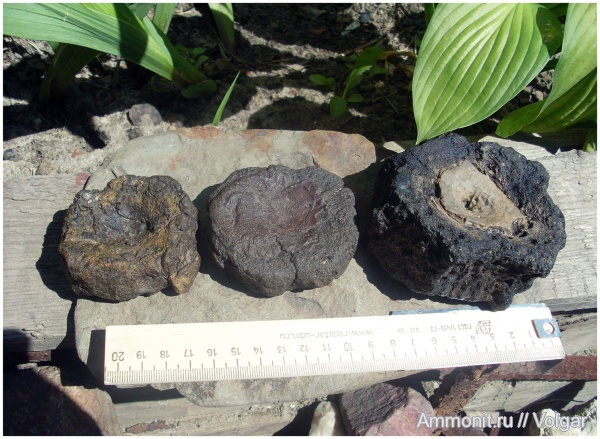 рептилии, юра, ихтиозавры, мезозой, келловей, позвонки, Ивановская область, Callovian, Jurassic, Middle Jurassic