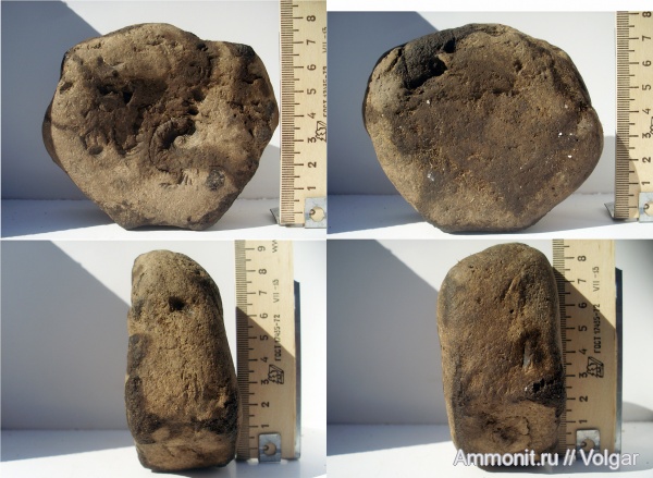 рептилии, юра, ихтиозавры, мезозой, келловей, позвонки, Ивановская область, Callovian, Jurassic, Middle Jurassic