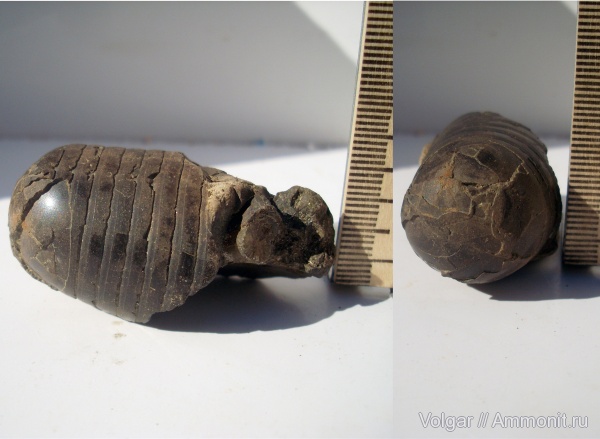 белемниты, юра, келловей, фрагмоконы, Callovian, Jurassic, Middle Jurassic, belemnites, phragmocones