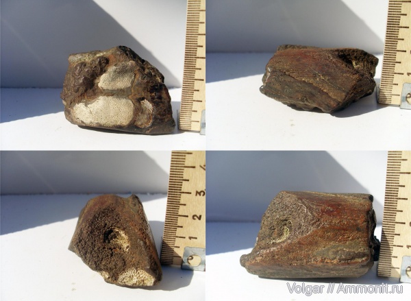 юра, мезозой, нижний келловей, химеры, Ивановская область, Ischyodus, Jurassic, Lower Callovian