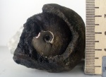 "Pseudocadoceras" cuneatum с устьем.