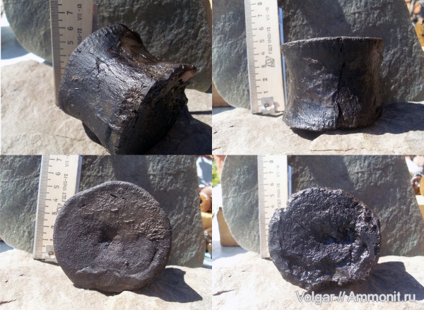 рептилии, юра, плезиозавры, мезозой, Plesiosaurus, позвонки, Ивановская область, Jurassic